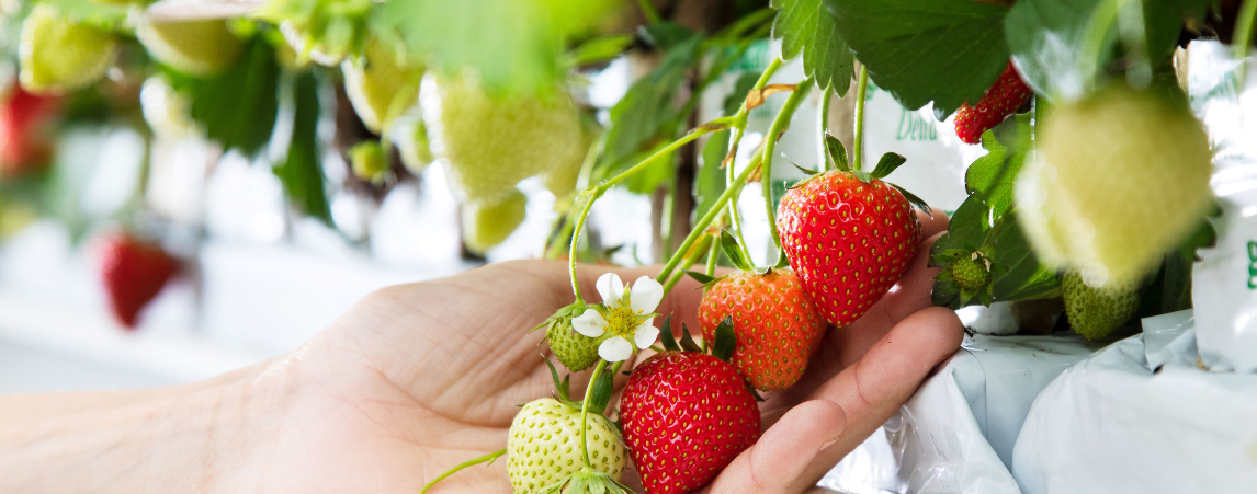 Strawberries in Grodan Rockwool and Hanging Gutters